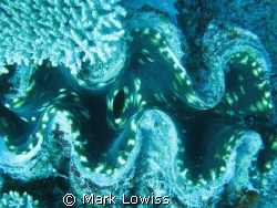 giant clam by Mark Lowiss 